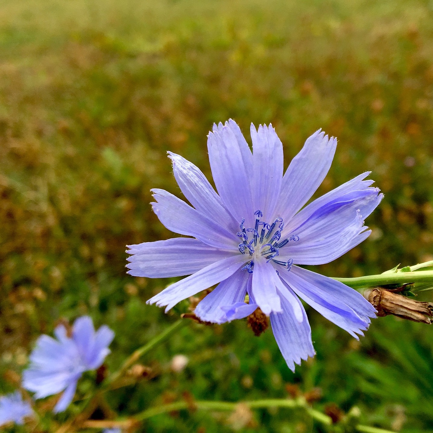 Wiehl Naturheilkunde